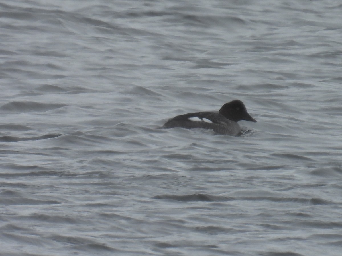 Common Goldeneye - ML649197653