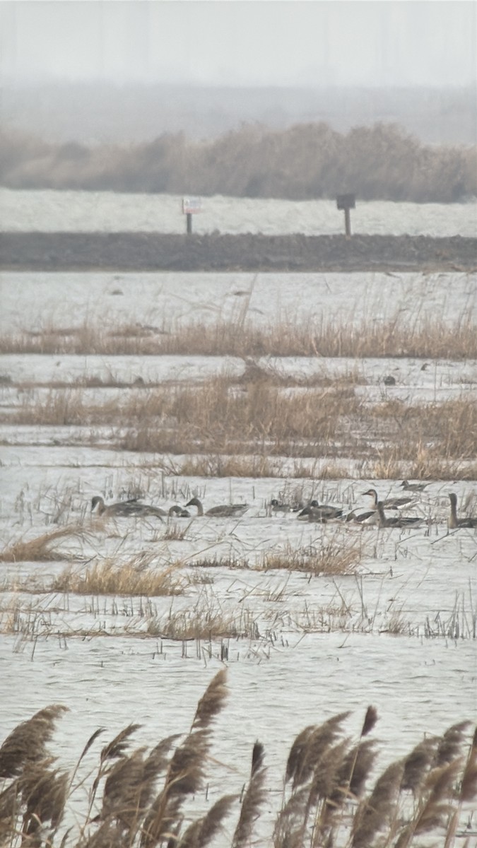 Ánsar Cisnal - ML649197673