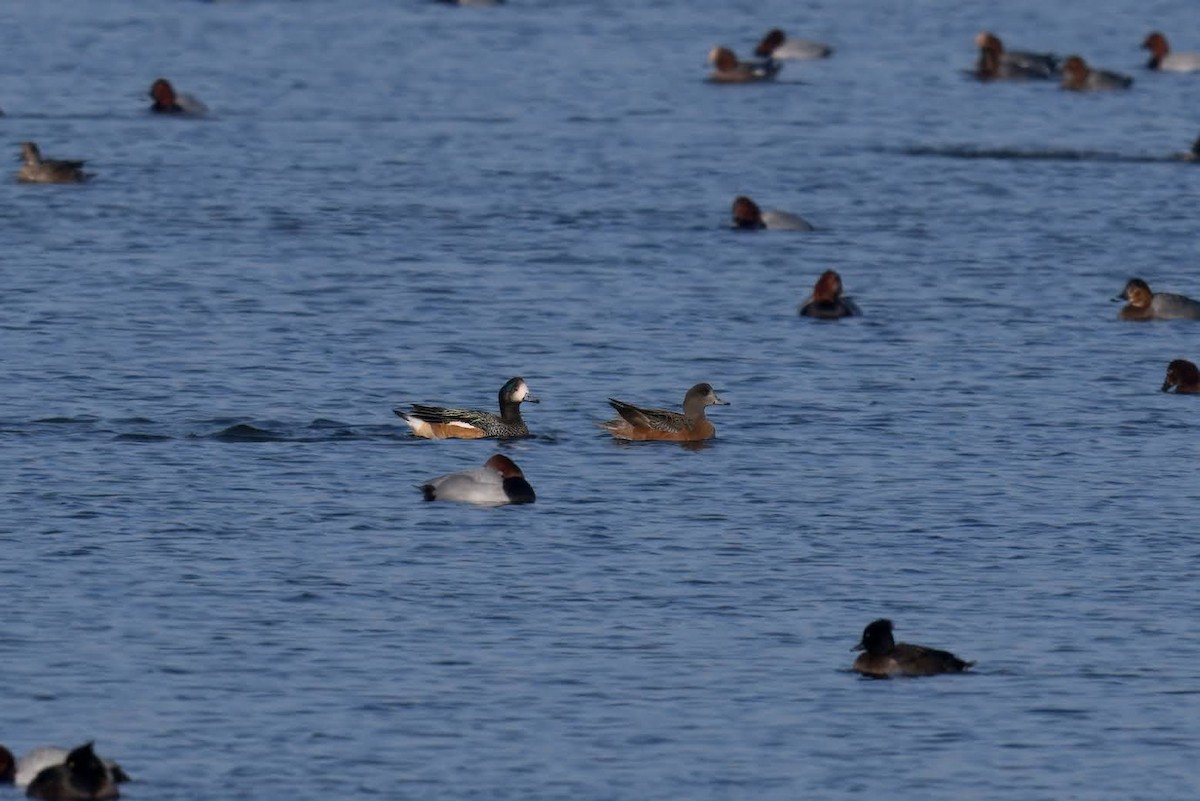 Silbón Overo - ML649197713