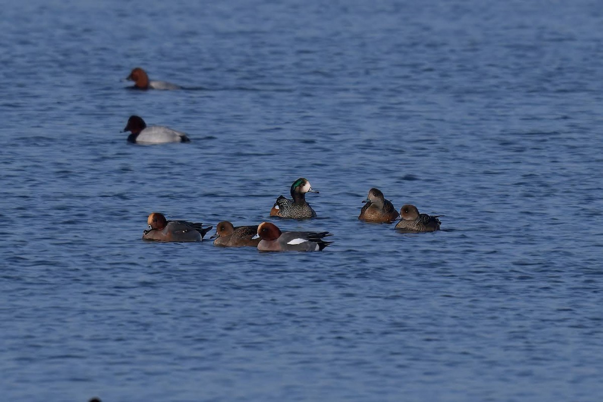 Silbón Overo - ML649197714