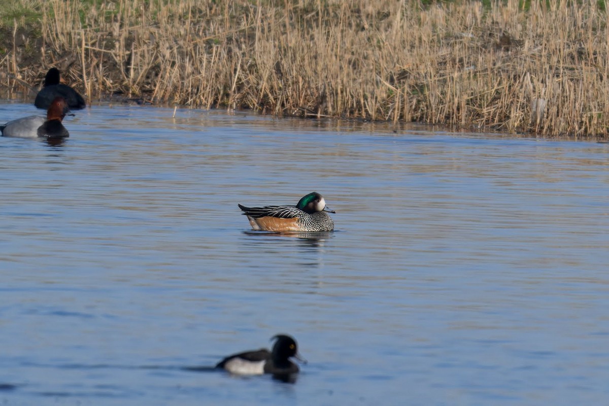 Silbón Overo - ML649197715