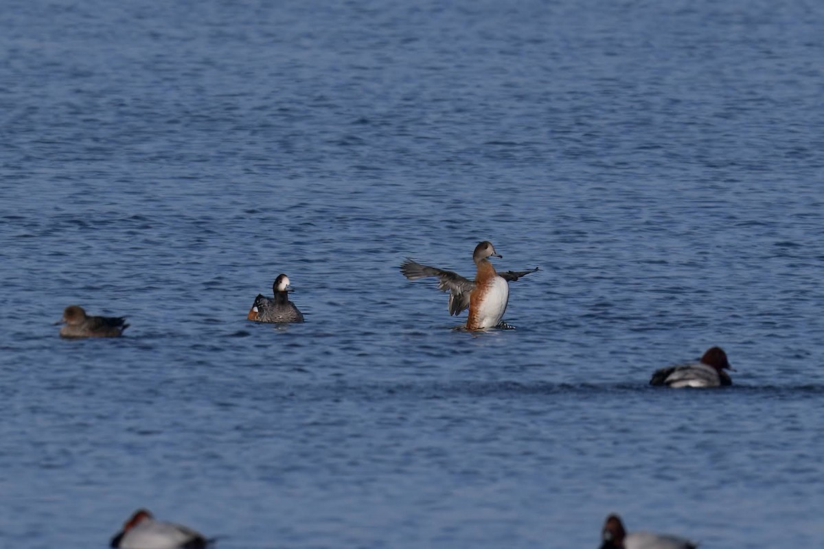 Silbón Overo - ML649197716