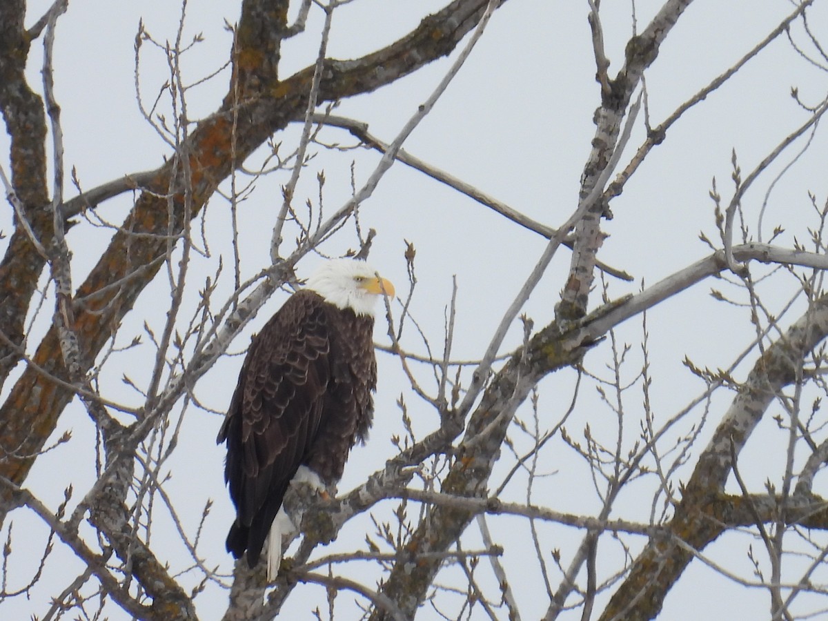 Bald Eagle - ML649197762
