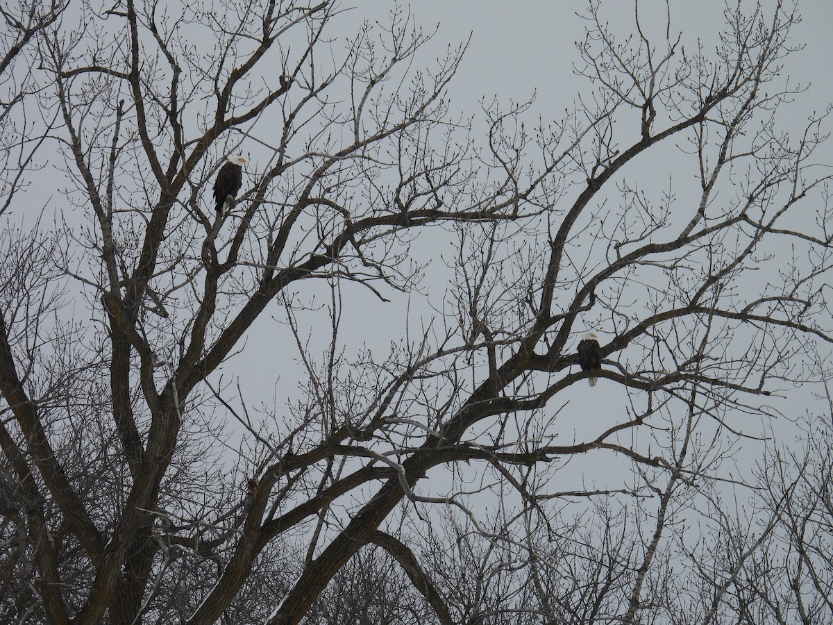 Bald Eagle - ML649197763