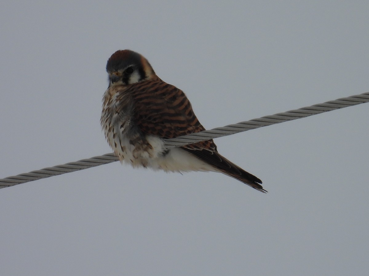 American Kestrel - ML649197779