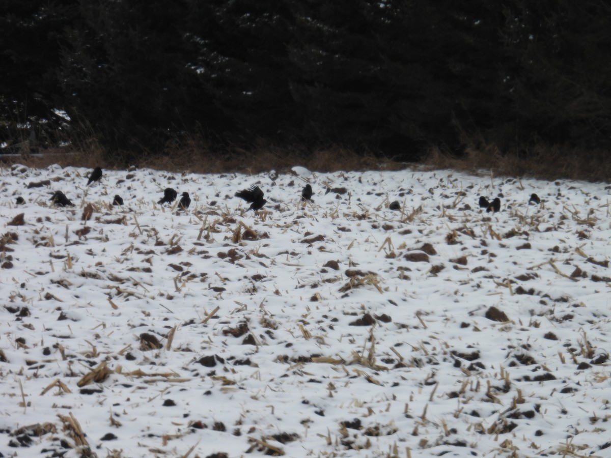 American Crow - ML649197925