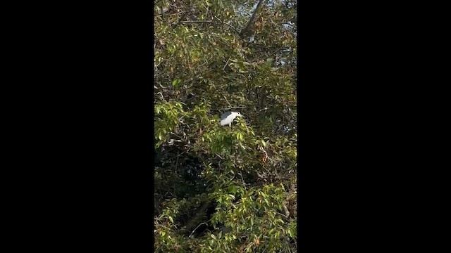 Martinete Común - ML649198022