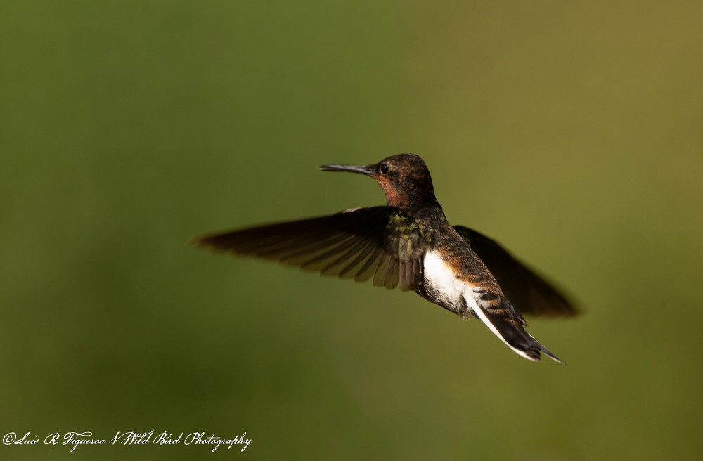 Colibri demi-deuil - ML649198034