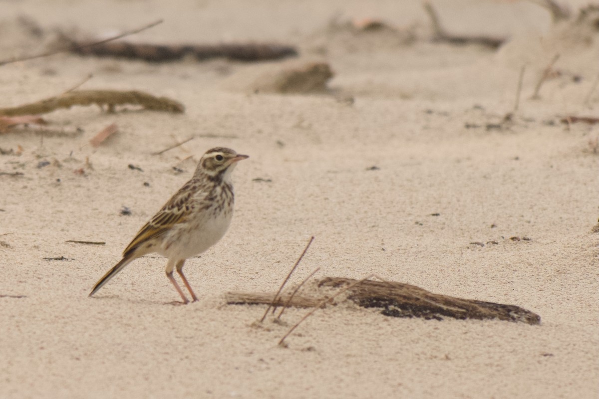 linduška australská - ML649198055