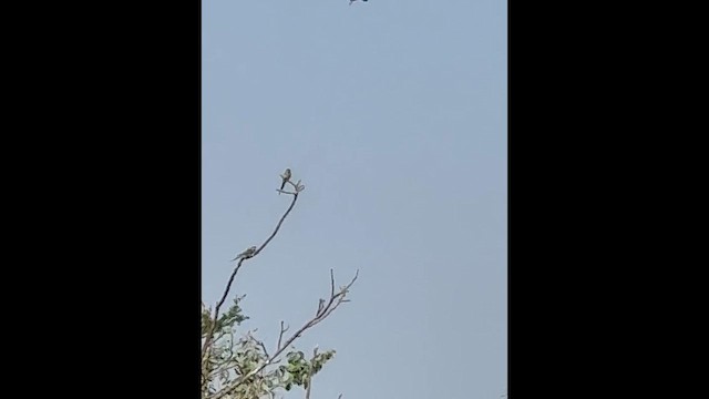 Abejaruco Esmeralda Oriental - ML649198063