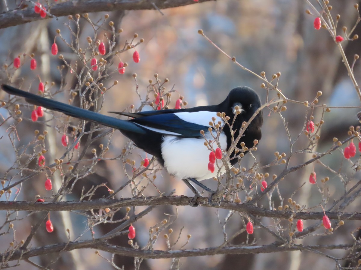 Oriental Magpie - ML649198065