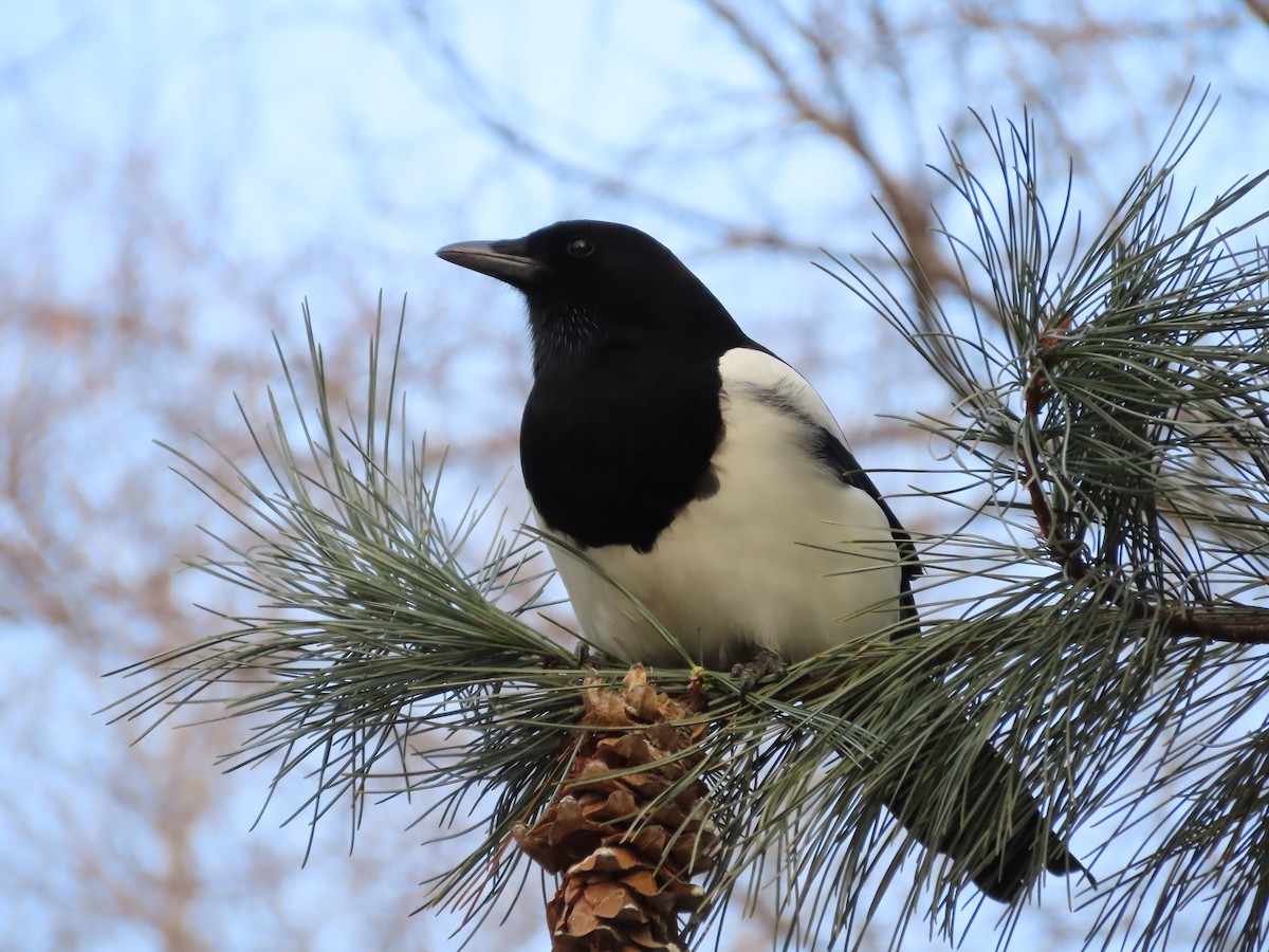 Oriental Magpie - ML649198066