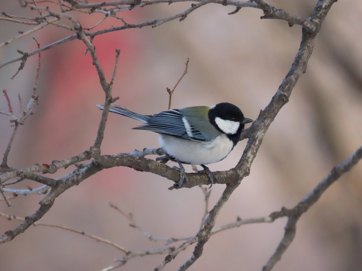 Asian Tit - ML649198075