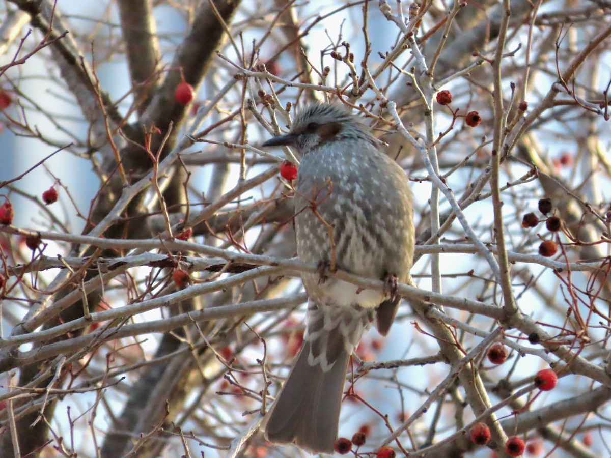 Brown-eared Bulbul - ML649198085