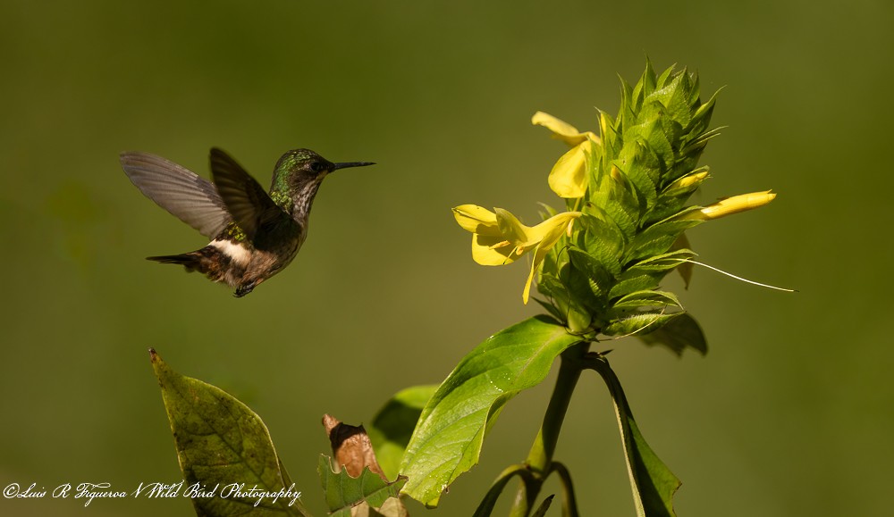 Coquette chalybée - ML649198087