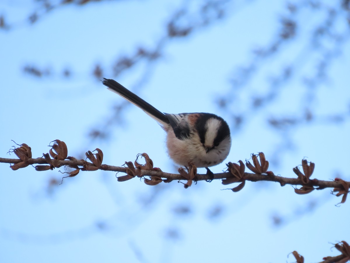 Long-tailed Tit - ML649198128
