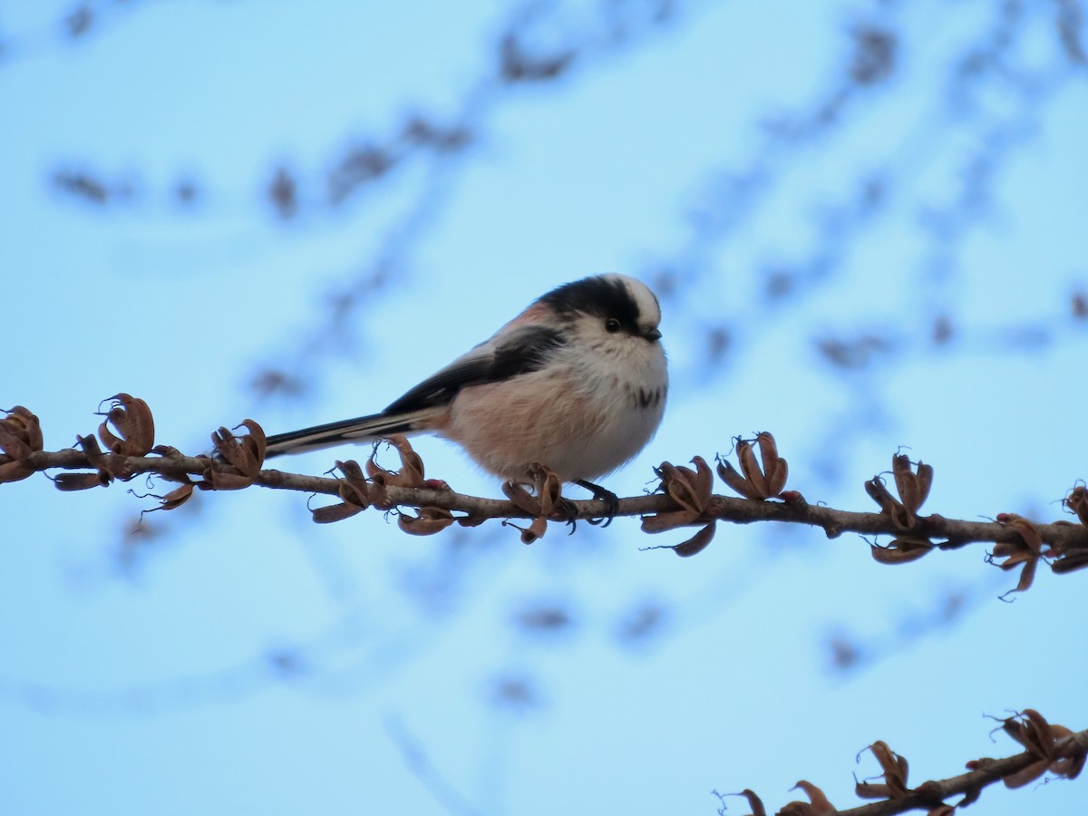 Long-tailed Tit - ML649198129
