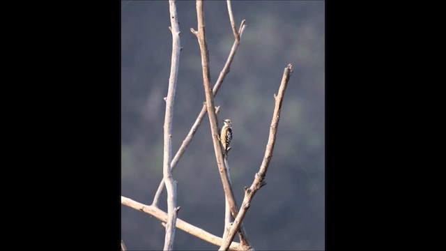 Yellow-crowned Woodpecker - ML649198137