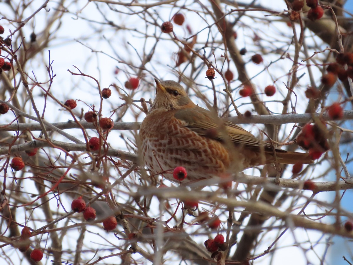 Naumann's Thrush - ML649198142