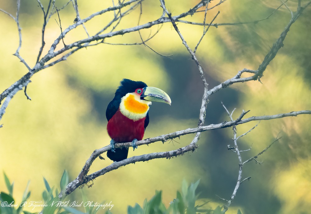Toucan à ventre rouge - ML649198156