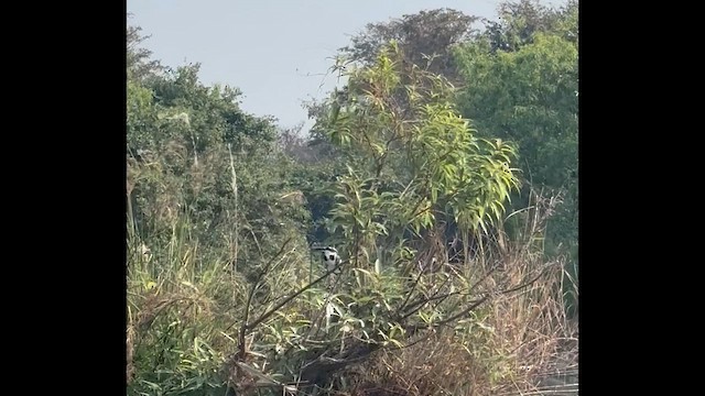 Martín Pescador Pío - ML649198167