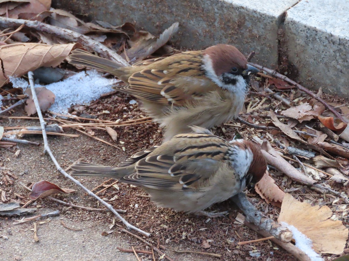 Eurasian Tree Sparrow - ML649198168