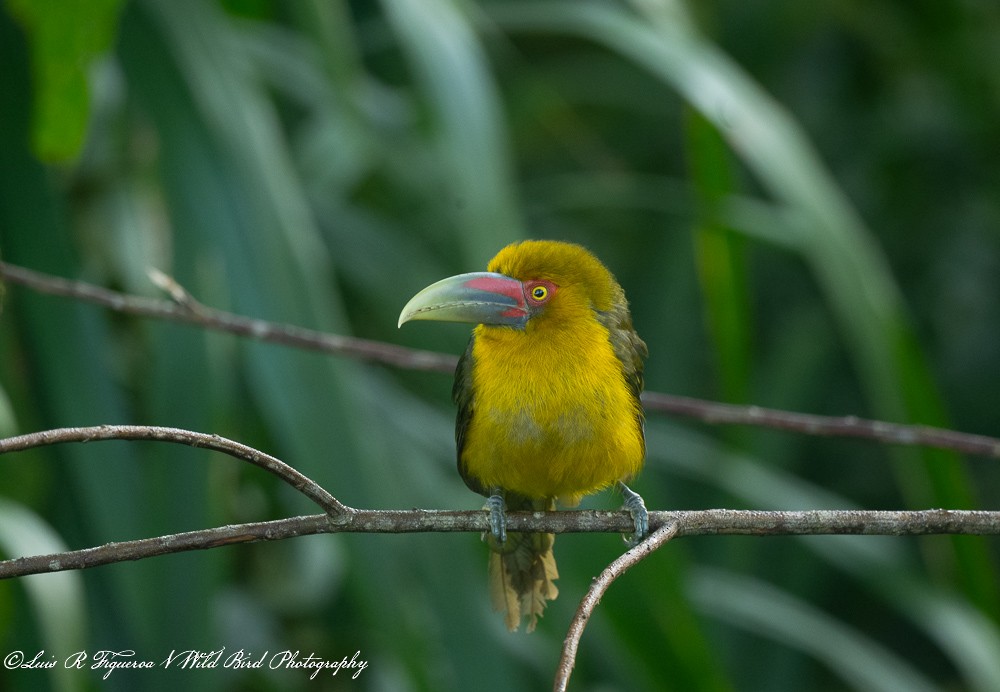 Araçari de Baillon - ML649198170