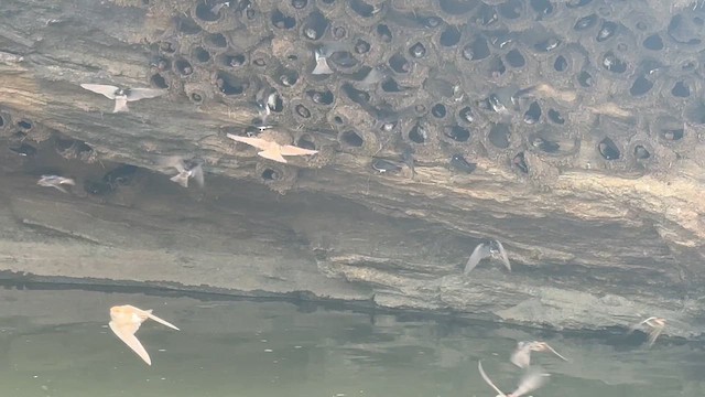 Golondrina India - ML649198191