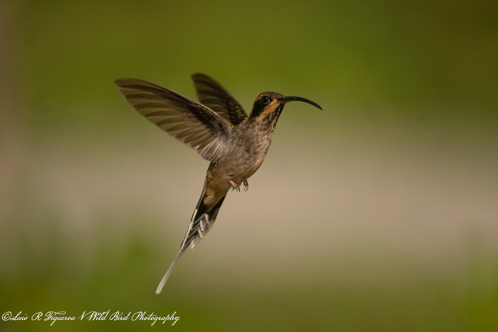 Ermite eurynome - ML649198206