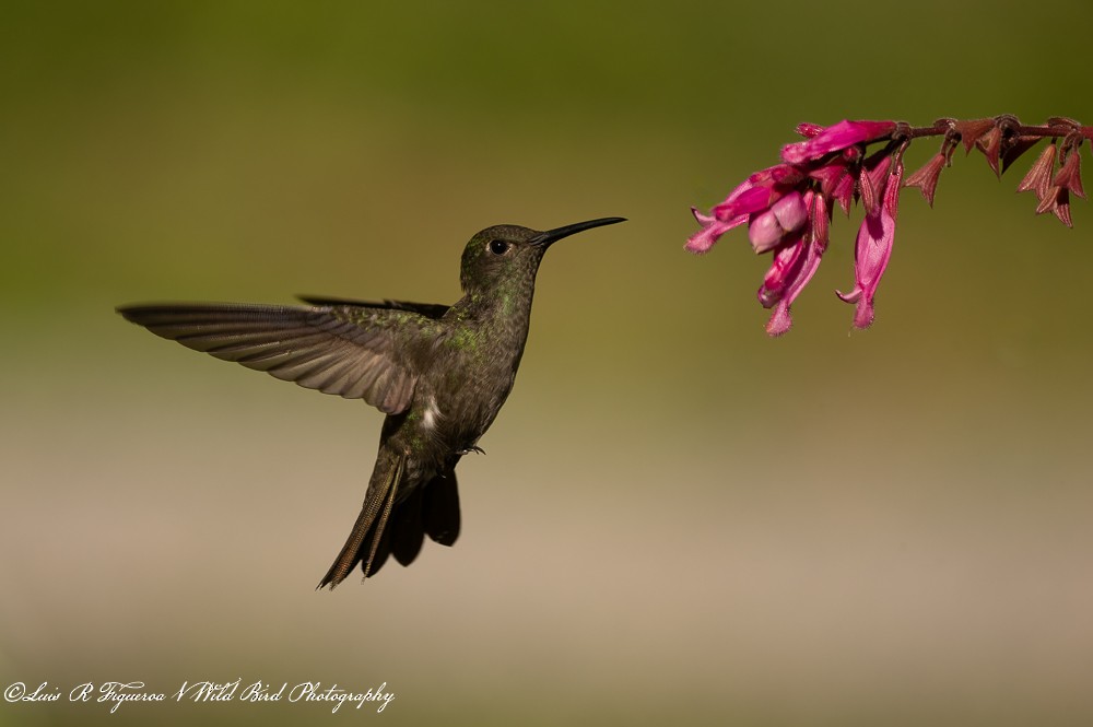 Colibri vert et gris - ML649198227