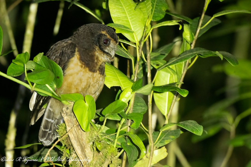 Chouette à sourcils jaunes - ML649198258