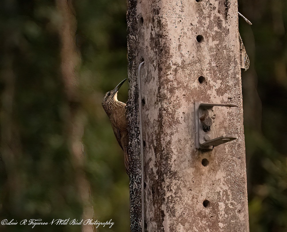 Grimpar à gorge blanche - ML649198262