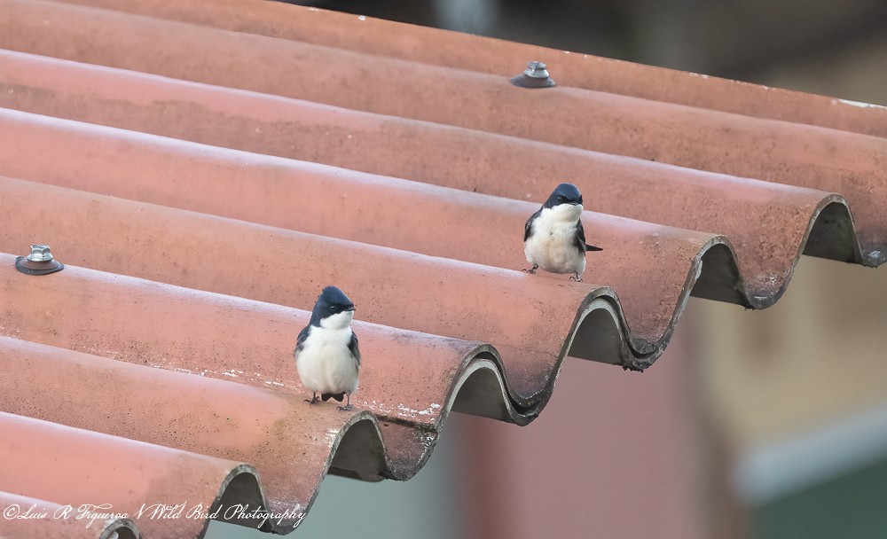 Hirondelle bleu et blanc - ML649198266