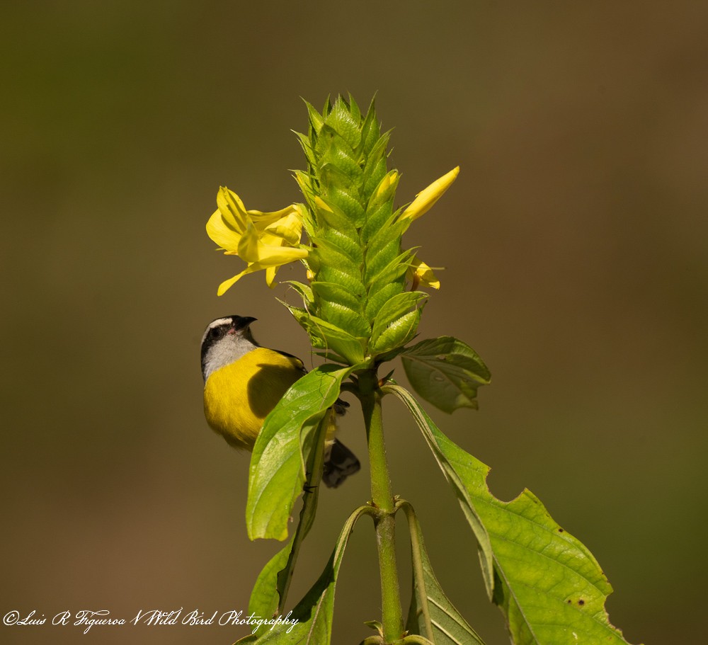 Sucrier à ventre jaune - ML649198270