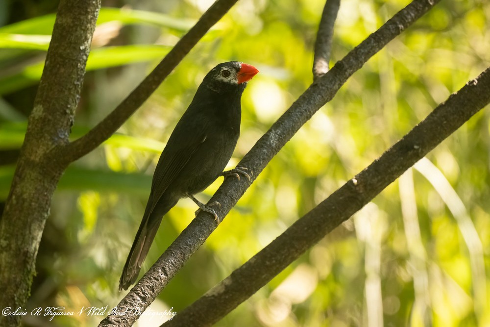 Saltator fuligineux - ML649198278