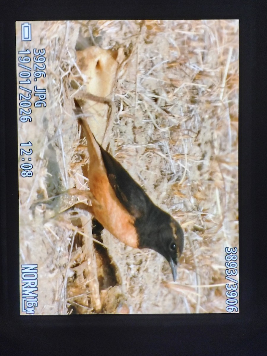 Oenanthe, unbestimmt - ML649198290