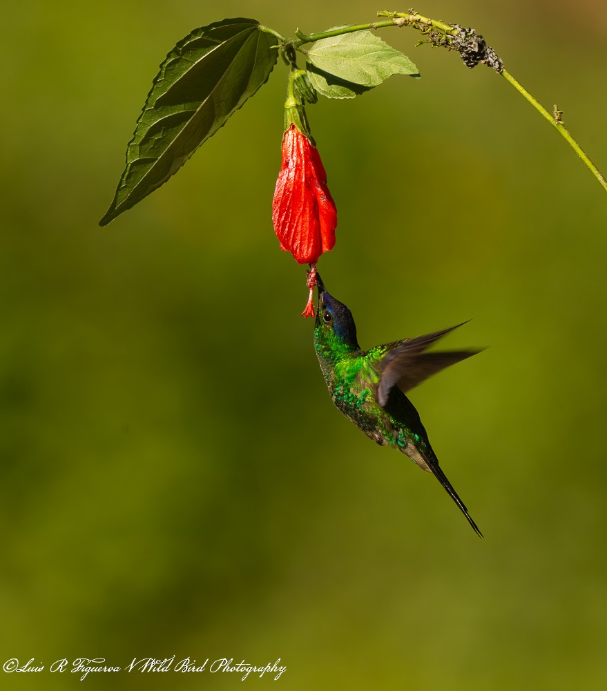 Dryade glaucope - ML649198298