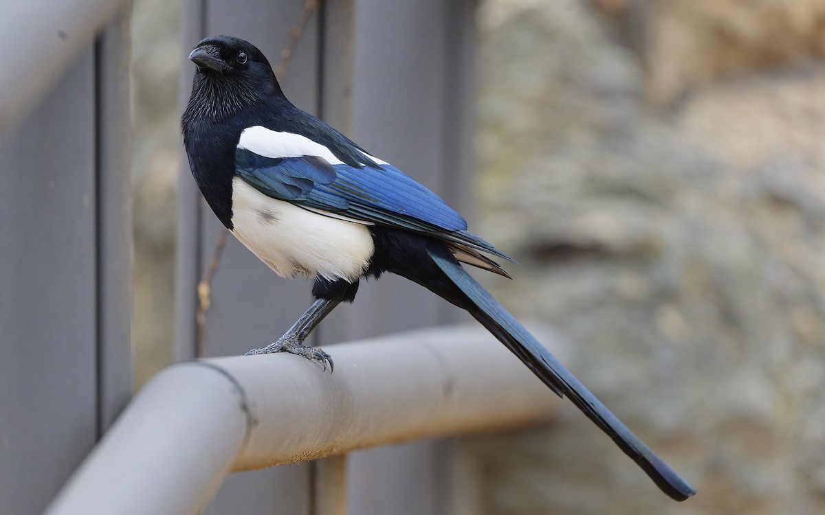 Oriental Magpie - ML649198325