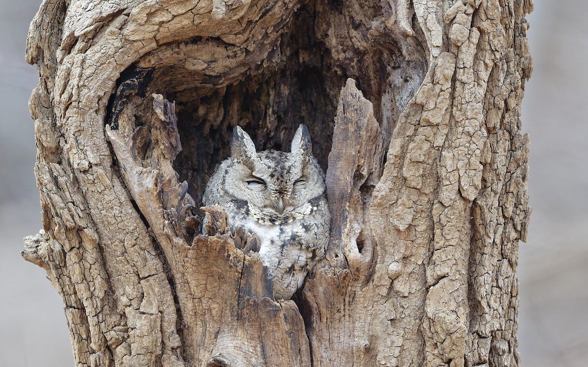 Japanese Scops-Owl - ML649198331