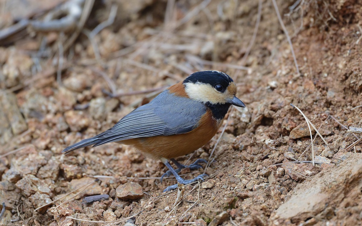 Varied Tit - ML649198333