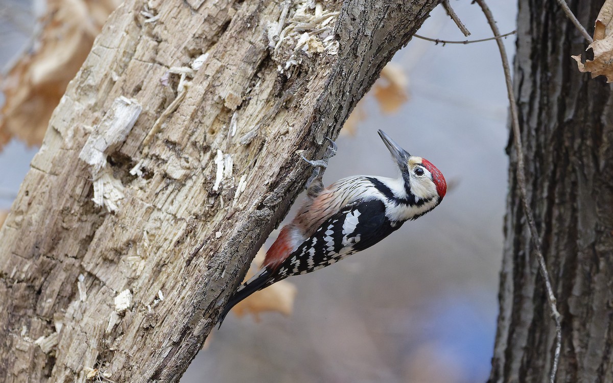 White-backed Woodpecker - ML649198337