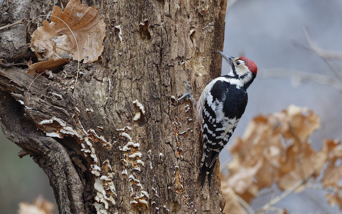 White-backed Woodpecker - ML649198338