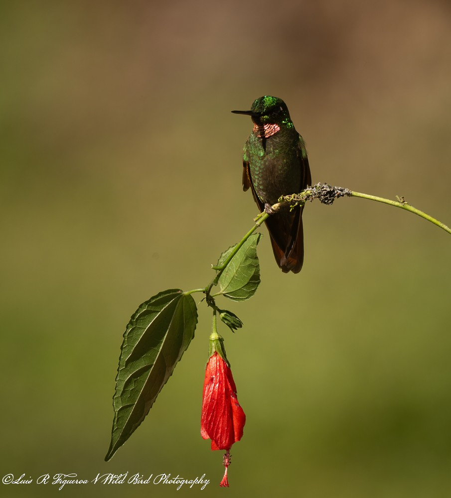 Colibri rubis-émeraude - ML649198341