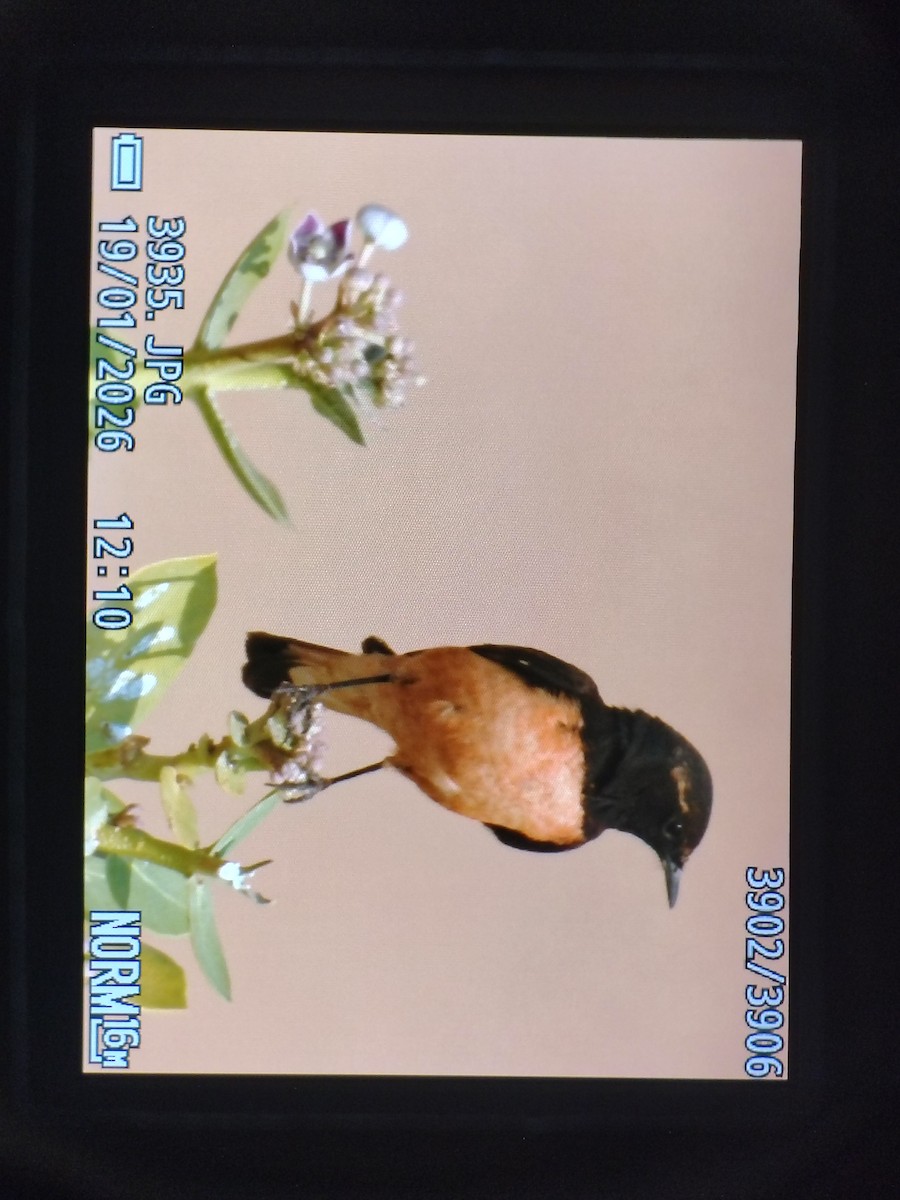 Oenanthe, unbestimmt - ML649198362