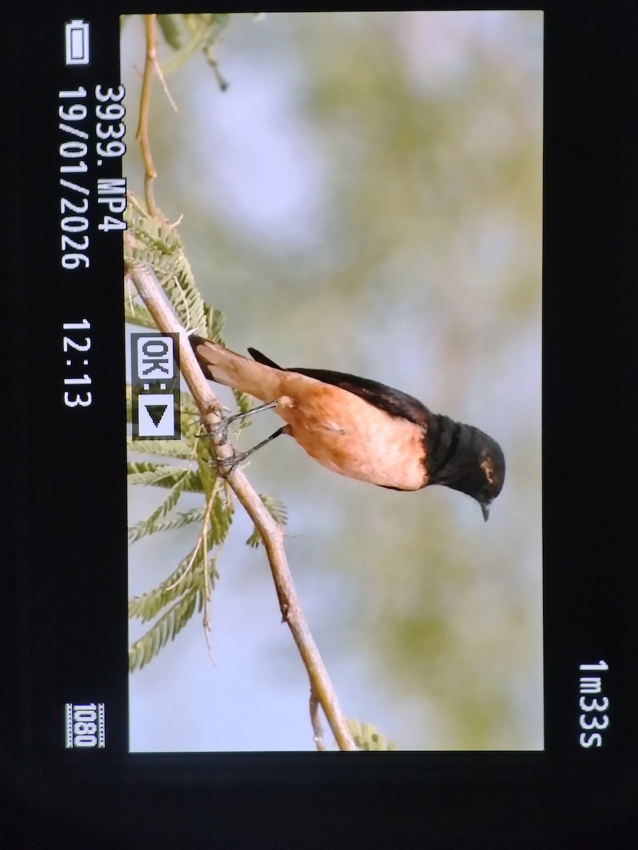 Oenanthe, unbestimmt - ML649198502