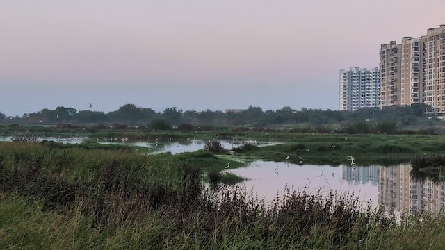 Small Pratincole - ML649198666