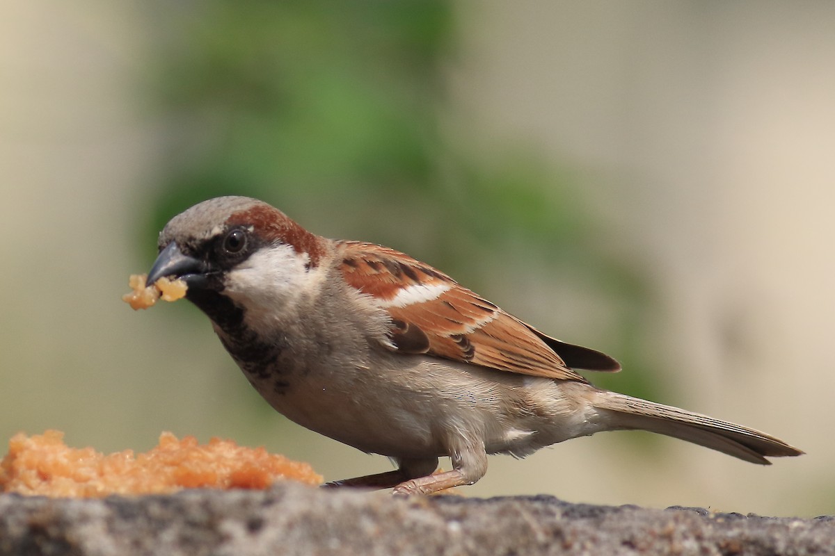 House Sparrow - ML649198818