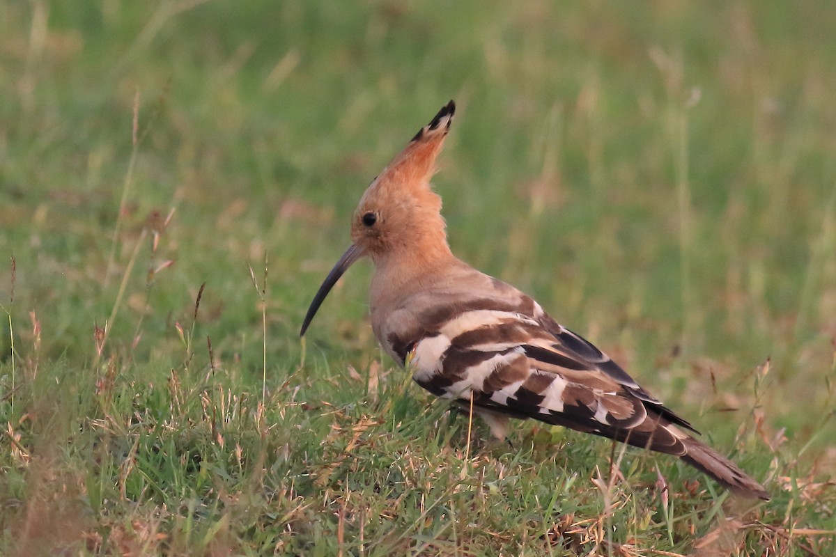 Common Hoopoe - ML649198830