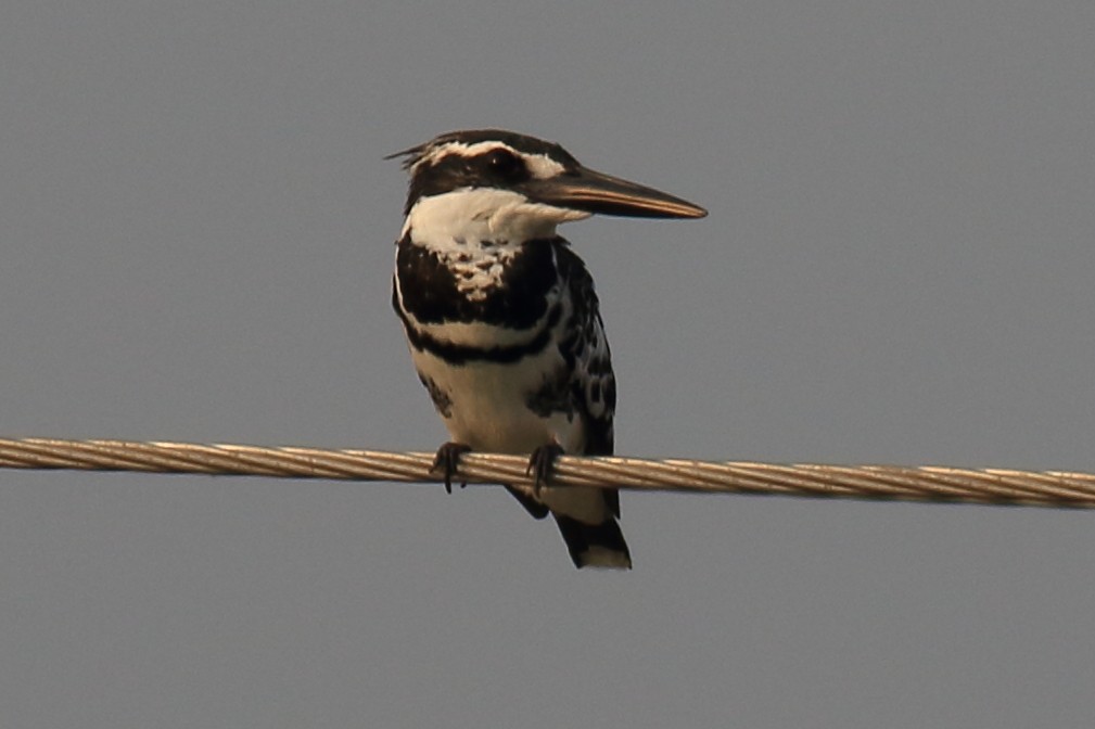 Pied Kingfisher - ML649198910