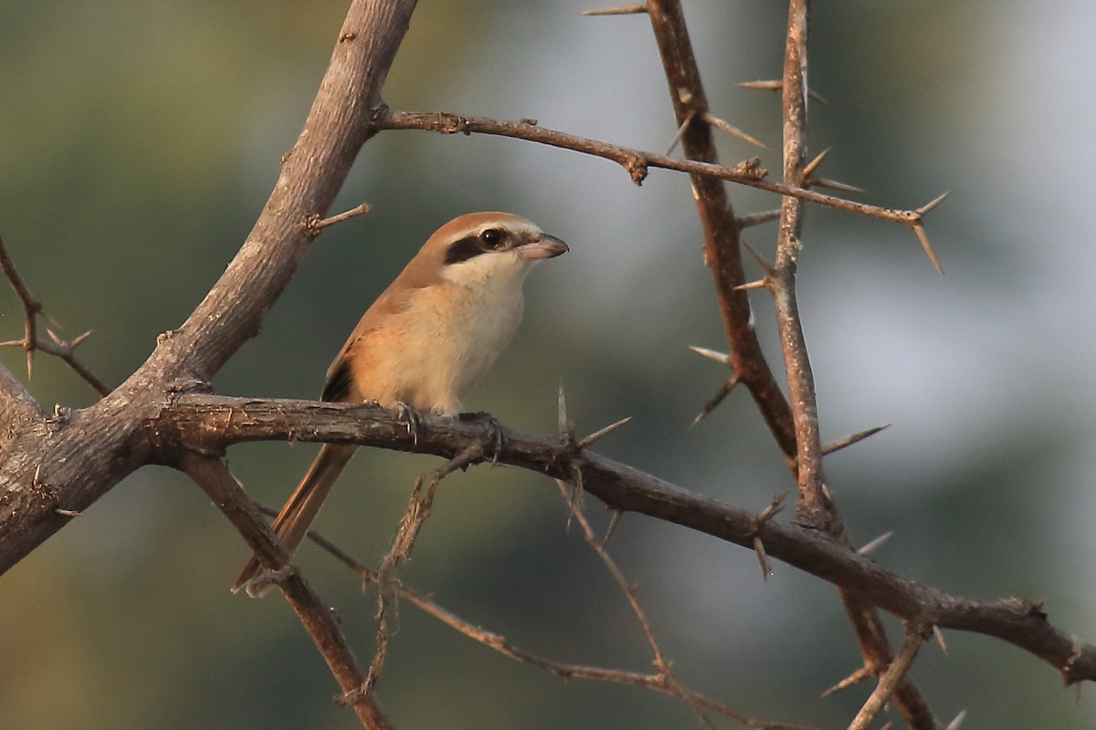 Brown Shrike - ML649198916